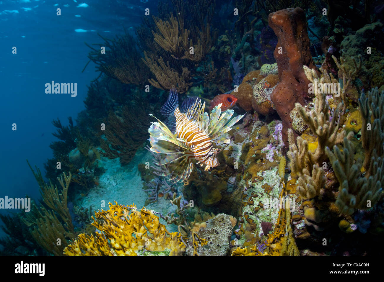 Ein Rotfeuerfisch an einem Korallenriff auf den Bahamas. Stockfoto