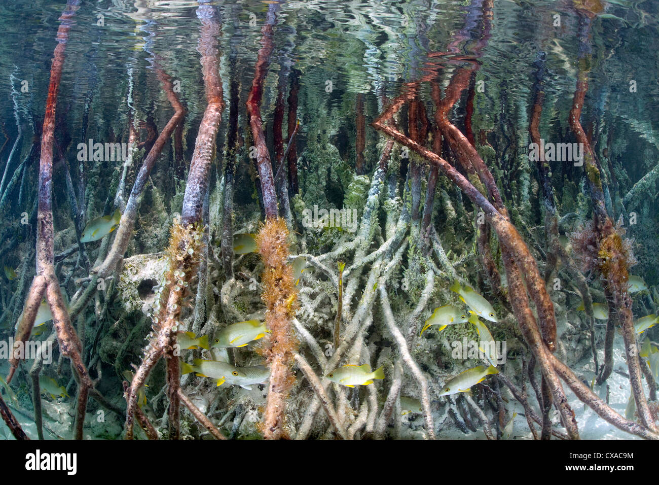 Unterwasser-Blick von einem Mangroven-Baum Wurzeln auf den Bahamas. Stockfoto