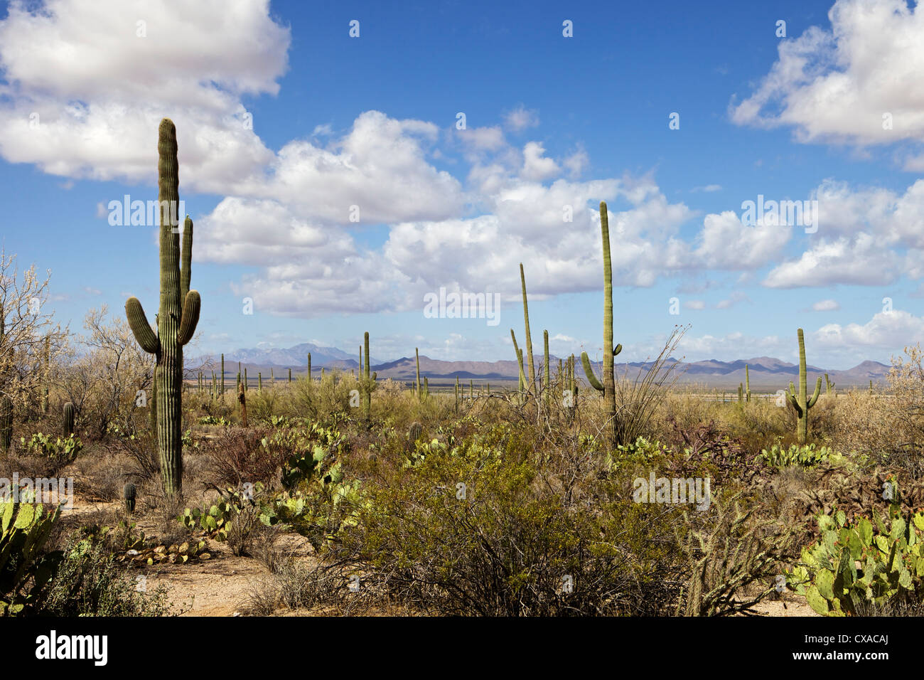 Saguaro-Kaktus mit Bergen im Hintergrund im Saguaro-Nationalpark Stockfoto