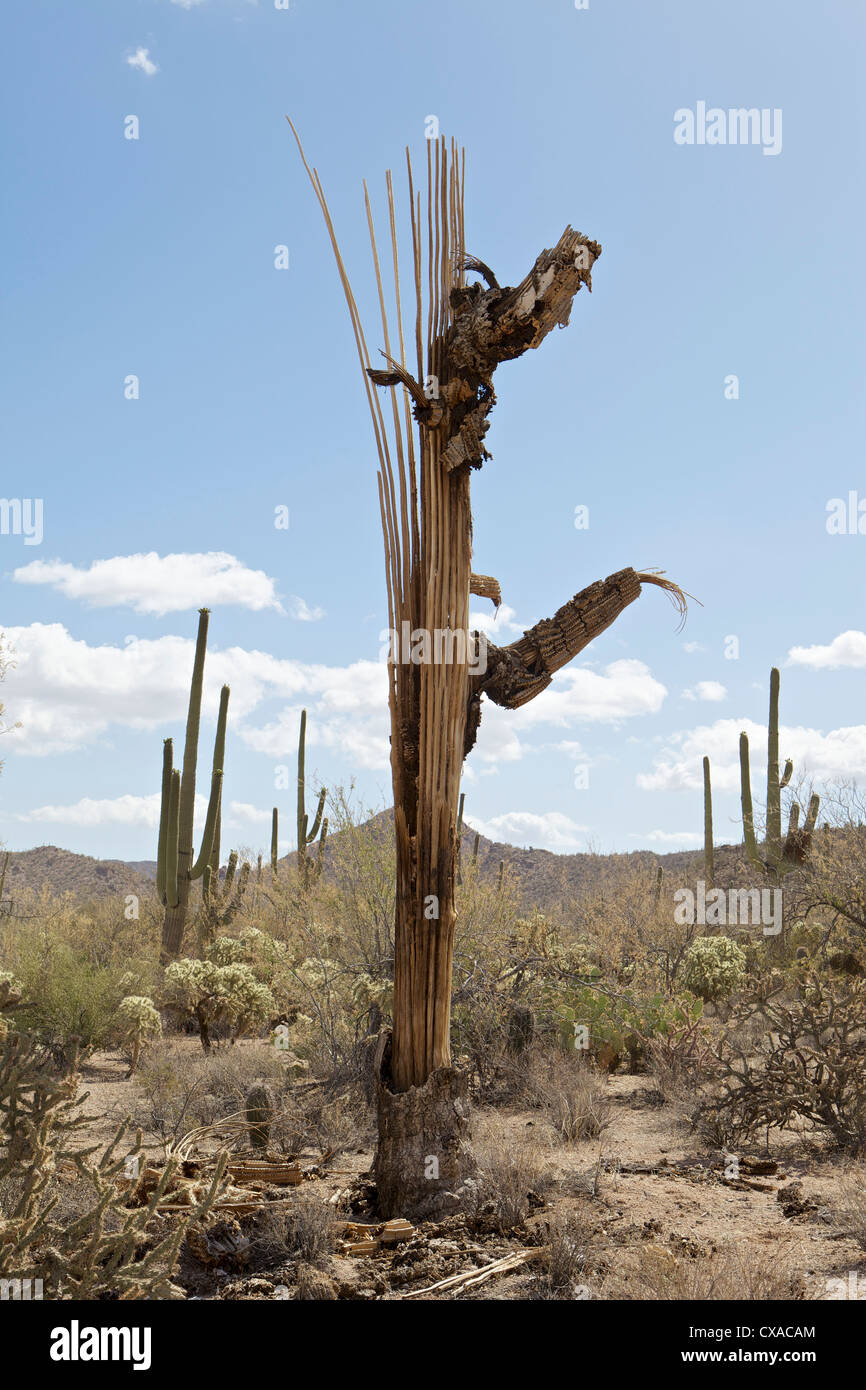 Toten Saguaro-Kaktus Stockfoto