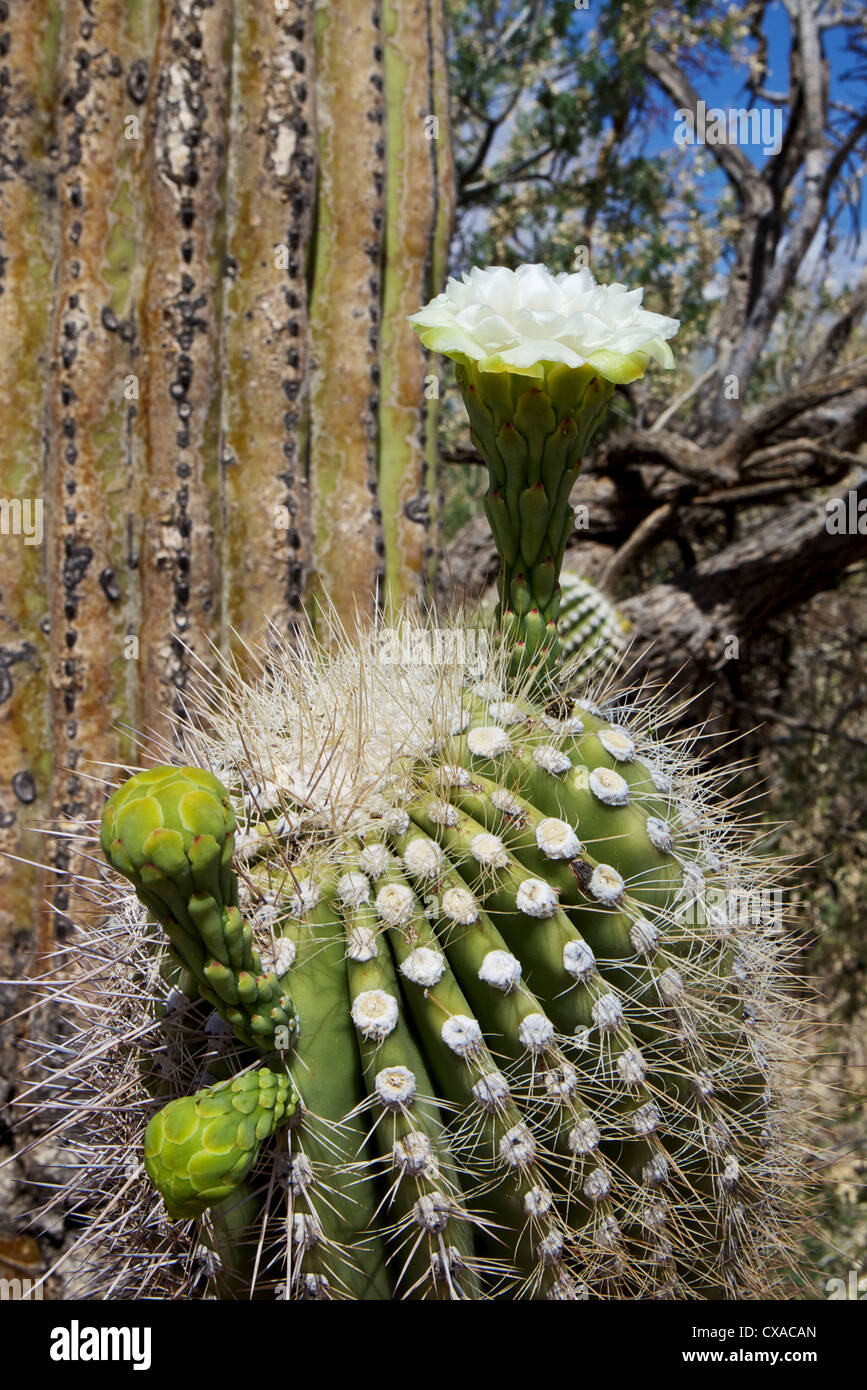 Saguaro-Kaktus-Blumen Stockfoto