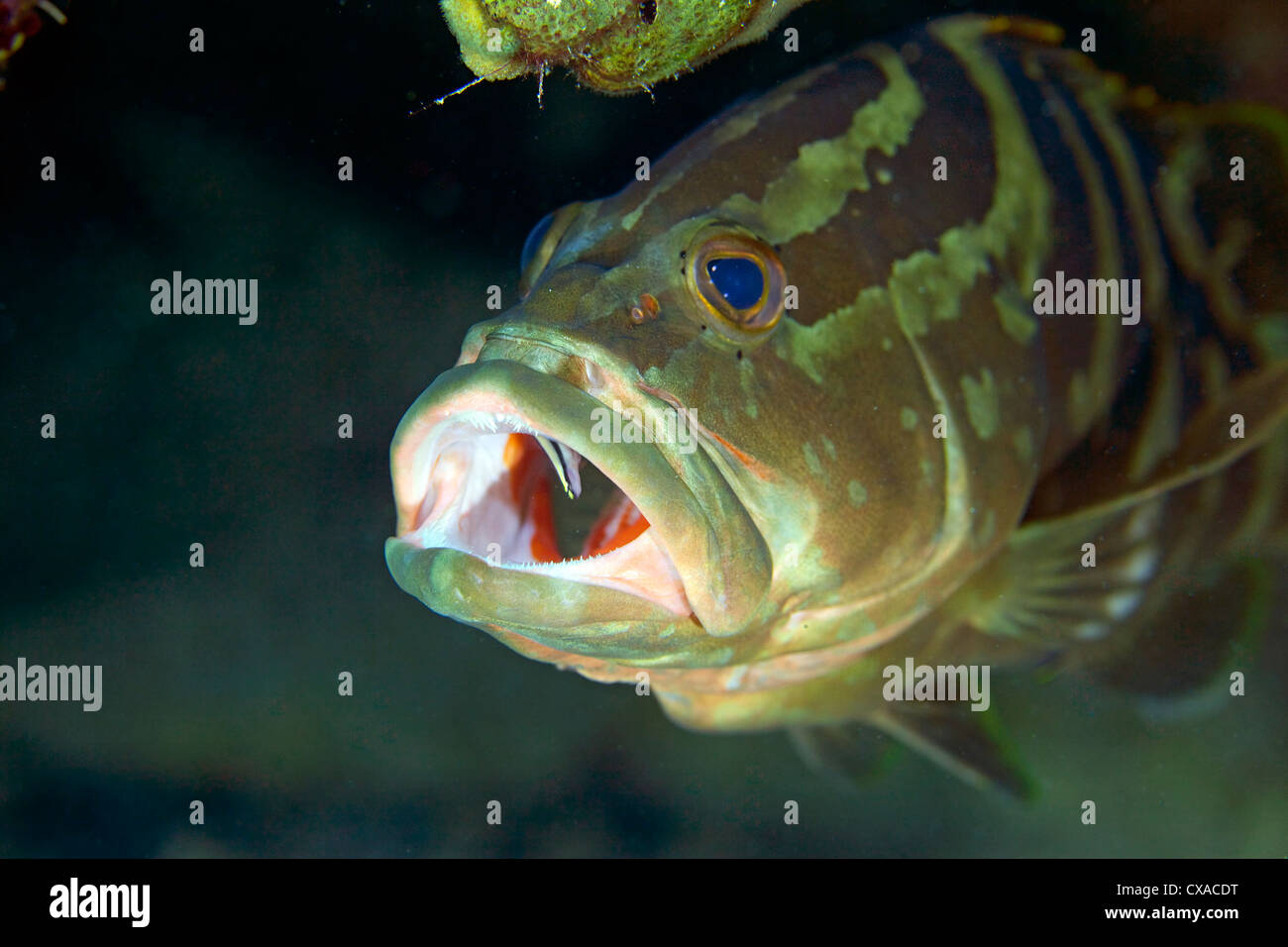 Nassau-Zackenbarsch und ein sauberer Grundel auf den Bahamas. Stockfoto