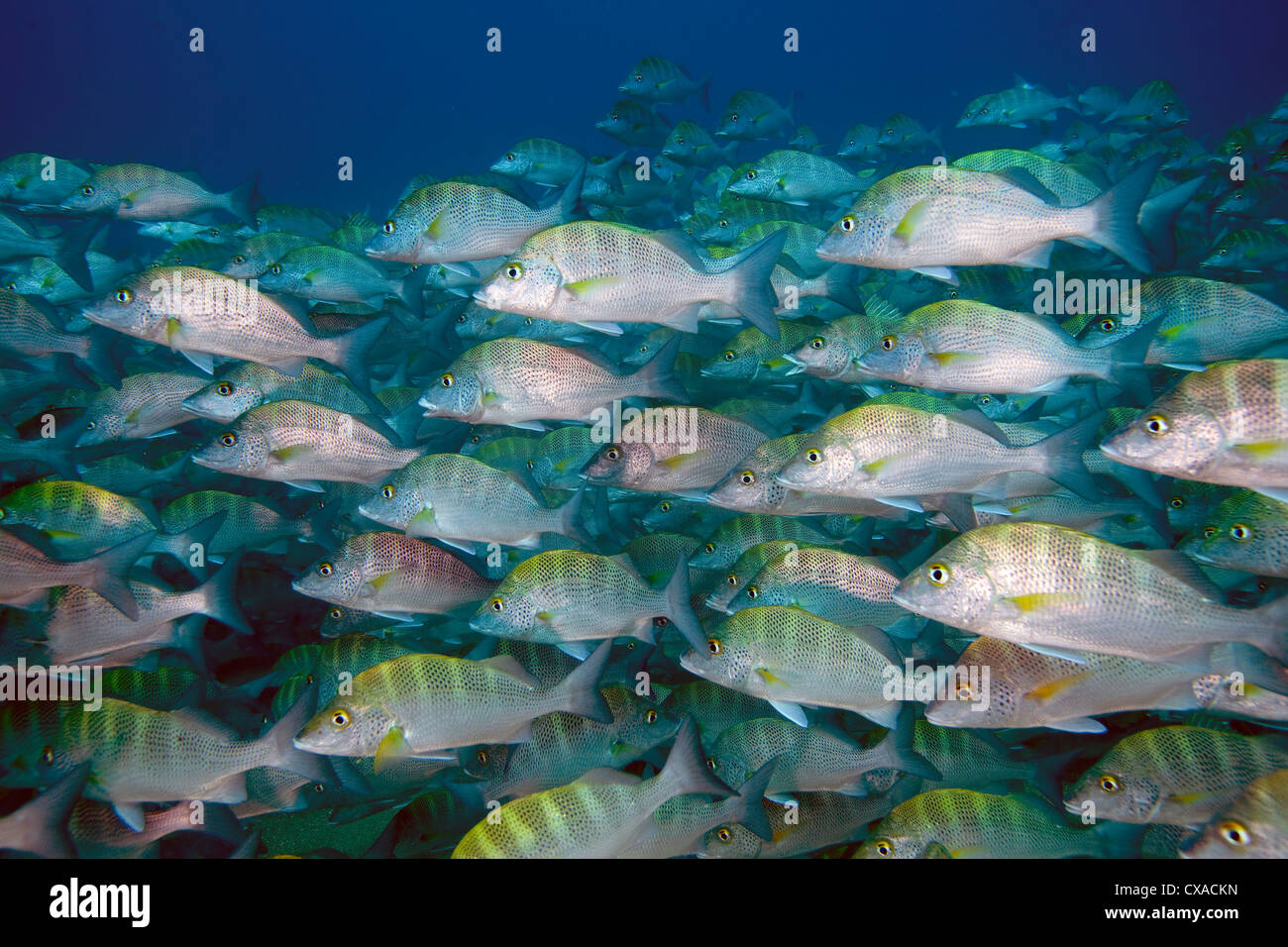 Tropische Fischschwärme in Cabo Pulmo National Marine Park, Mexiko. Stockfoto