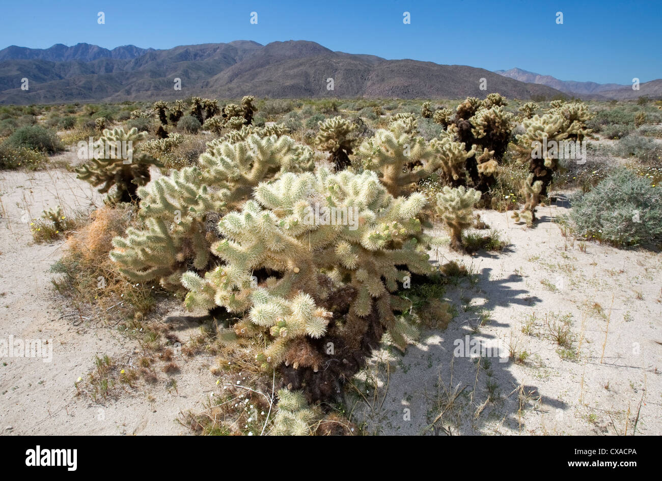 Ein Teddybear Cholla Kaktus in einem kalifornischen Wüste. Stockfoto