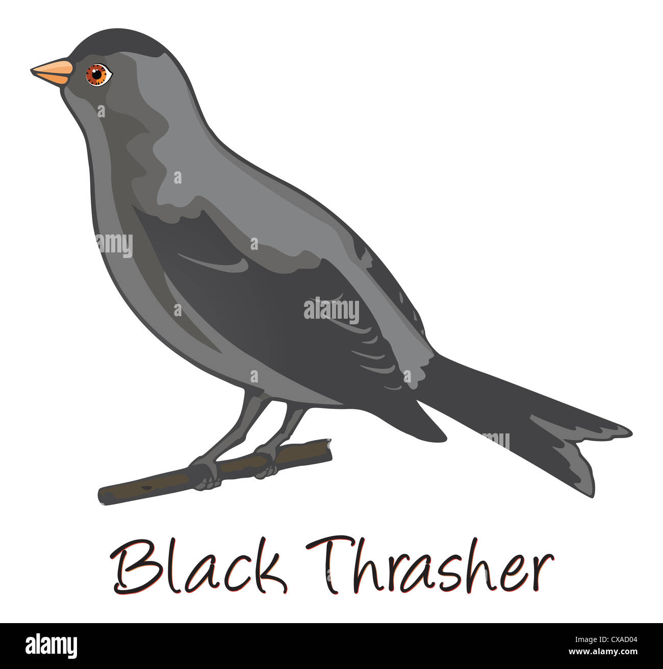 Braune Trasher, thront auf einem Ast, farbigen Illustration Stockfoto