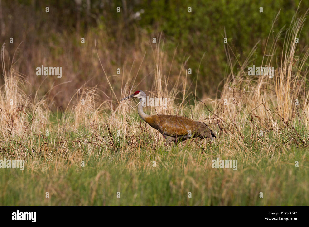 Sandhill Kran im Frühjahr Stockfoto