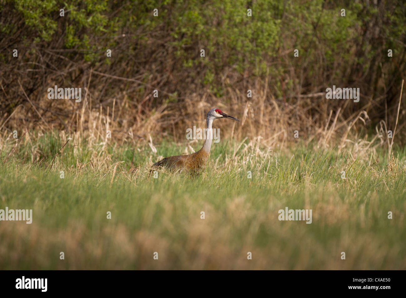 Sandhill Kran im Frühjahr Stockfoto