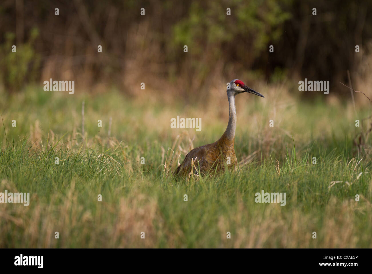 Sandhill Kran im Frühjahr Stockfoto