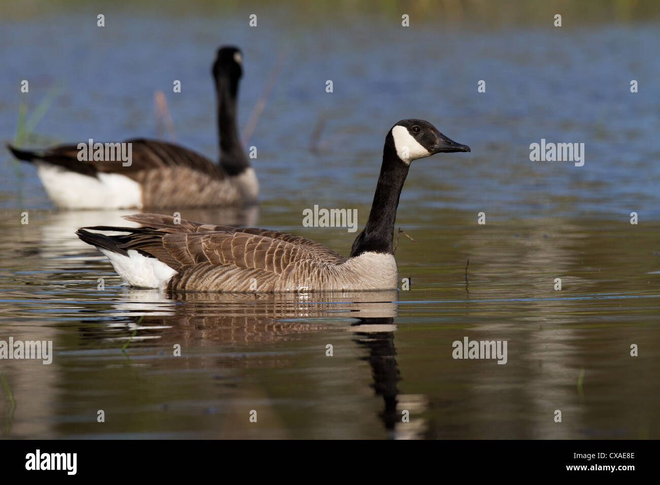 Kanadagänse Stockfoto