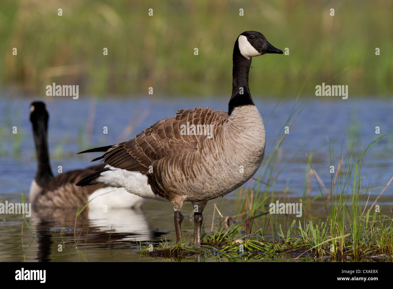 Kanadagänse Stockfoto