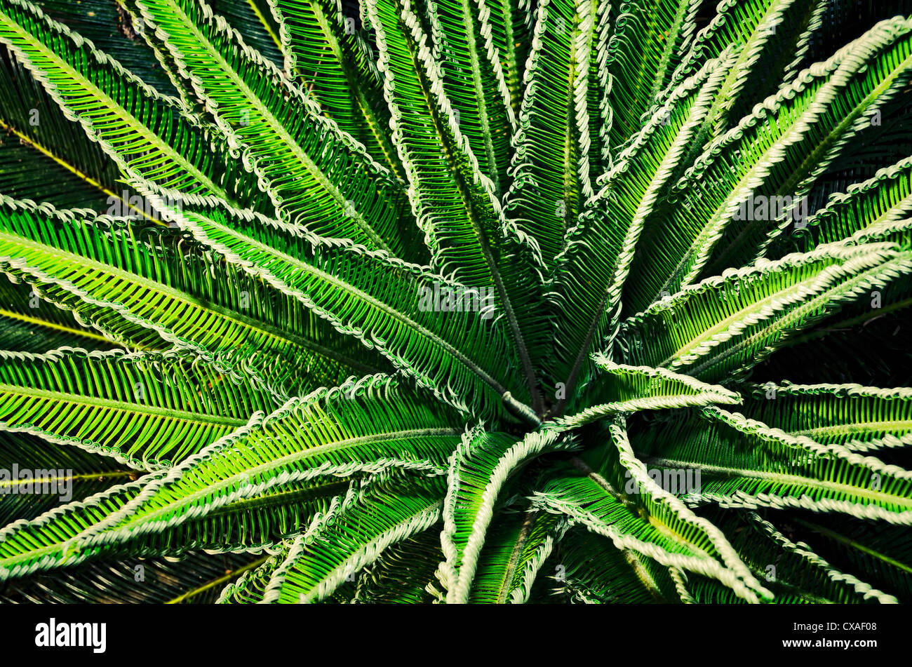Top Shot von Farn; lebendige natürliche grüne Blätter projizieren in Richtung Kamera Stockfoto