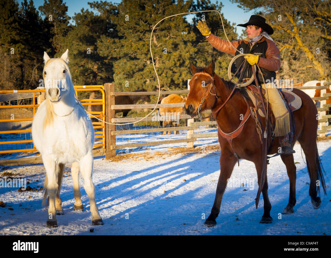 Mit lasso fangen -Fotos und -Bildmaterial in hoher Auflösung – Alamy