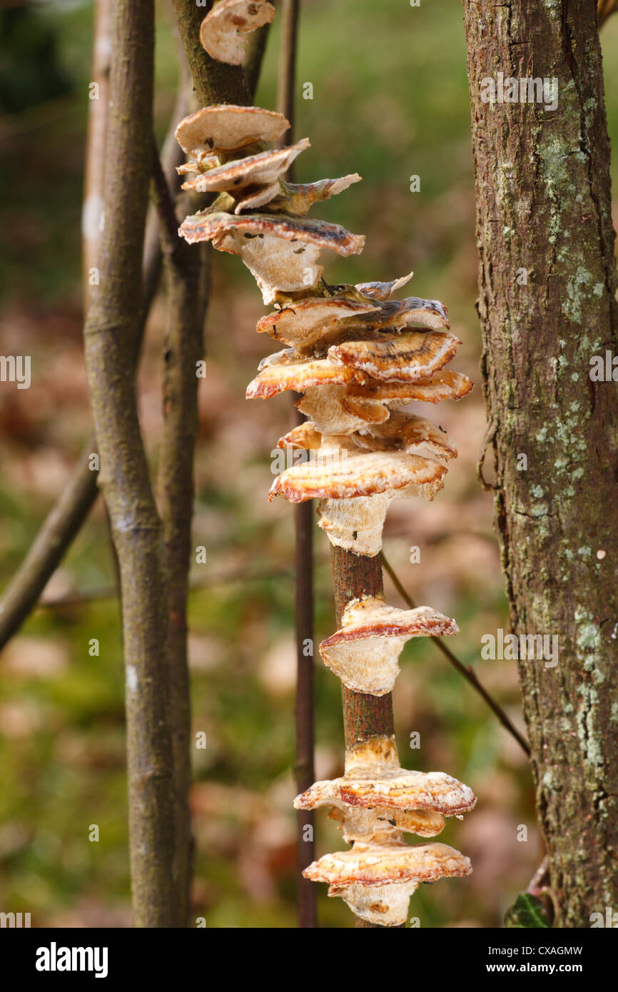 Erle Halterung Pilze (Inonotus Radiatus) Fruchtkörper in einem Garten. Powys, Wales. Stockfoto