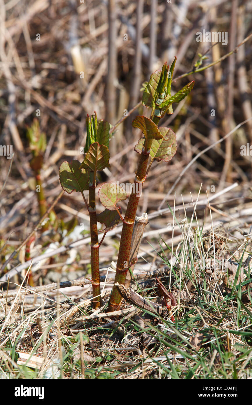 Neuer Frühling schießt der Japanische Staudenknöterich (Fallopia Japonica). Invasive Arten eingeführt. Ceredigion, Wales. März Stockfoto