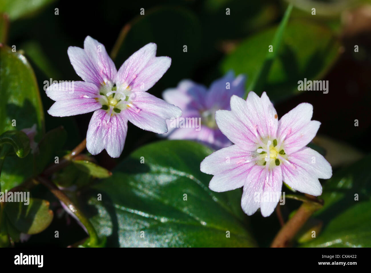 Portulak (Claytonia Sibirica) Blüte rosa. Ceredigion, Wales. März Stockfoto