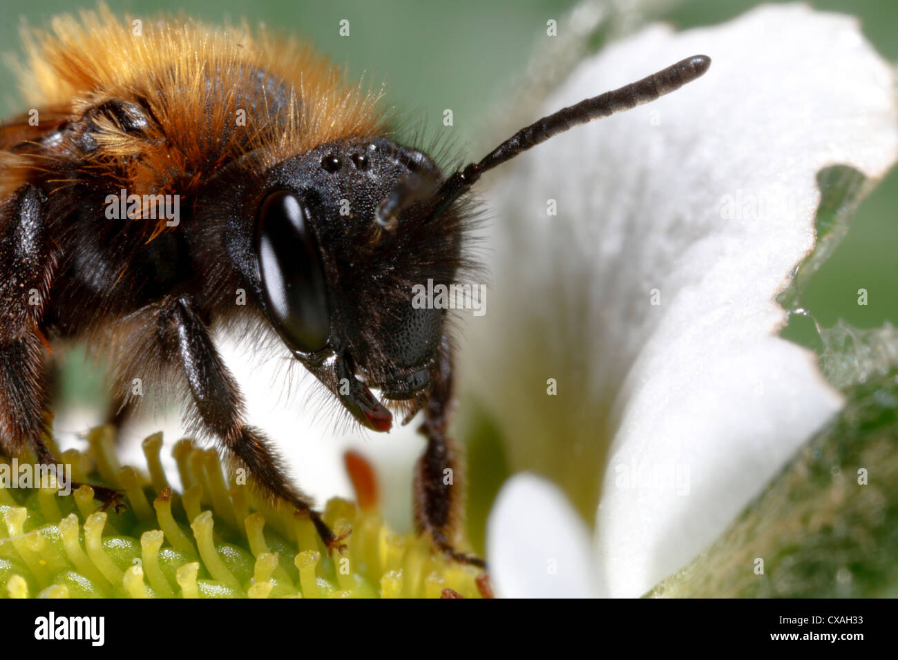 Weibliche Bergbau Biene Andrena bicolor Fütterung auf eine kultivierte Erdbeere Blume. Powys, Wales. April Stockfoto
