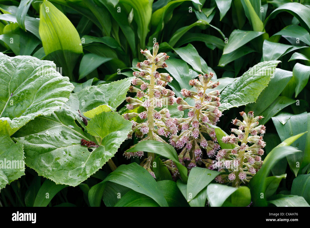 Gemeinsamen Pestwurz (Petasites Hybridus) männliche Pflanze unter Bärlauch blühen lässt. Powys, Wales. April. Stockfoto