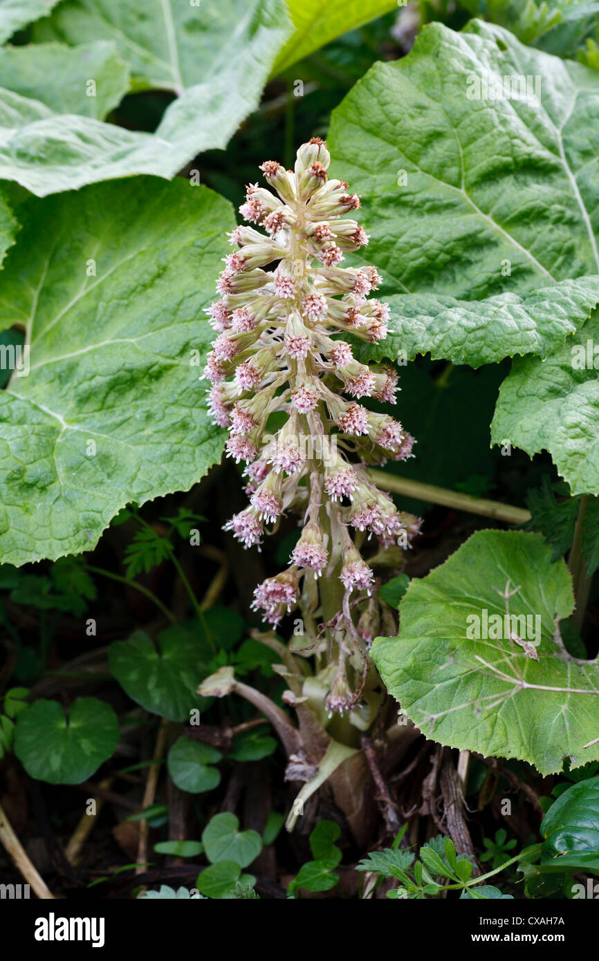 Gemeinsamen Pestwurz (Petasites Hybridus) männlichen Pflanzen blühen. Powys, Wales. April. Stockfoto