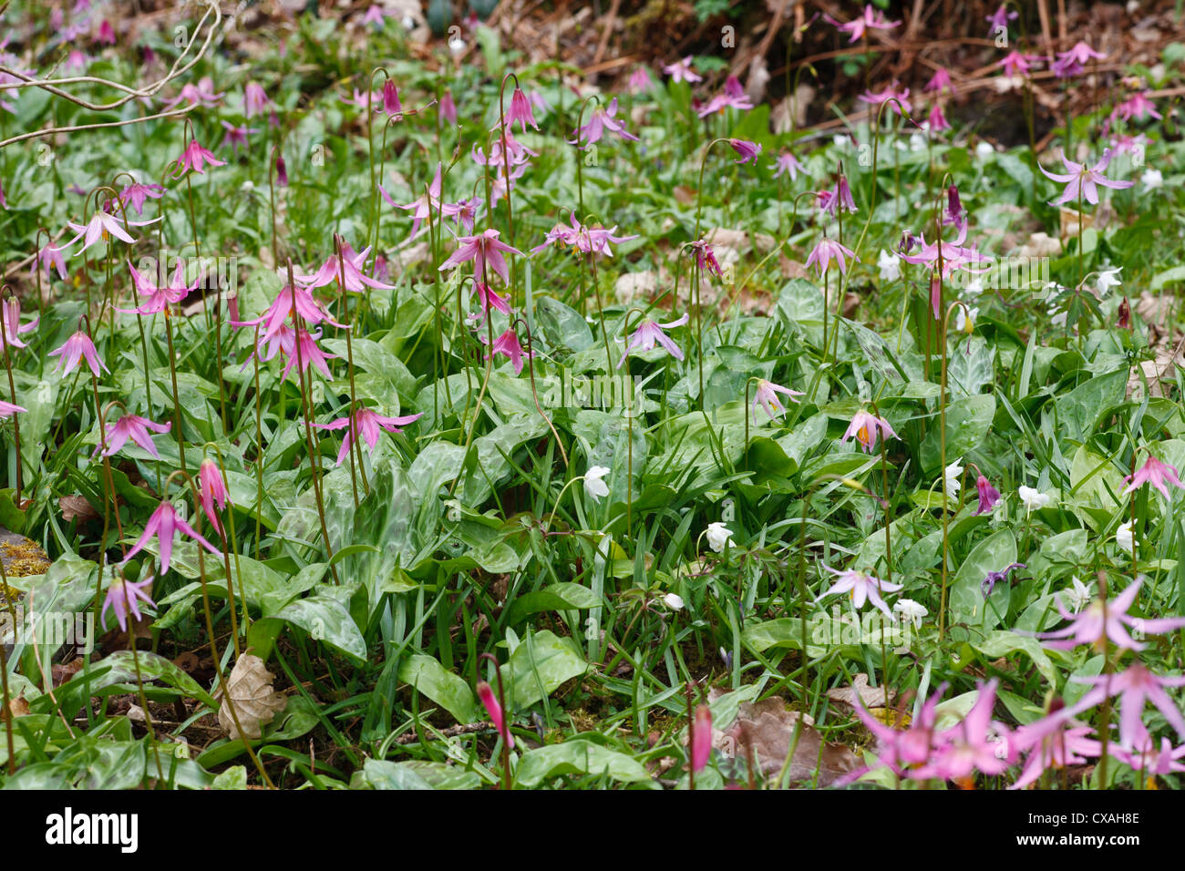 Des Hundes Zahn Veilchen (Erythronium SP.) in einem Garten blühen. Powys, Wales. April. Stockfoto