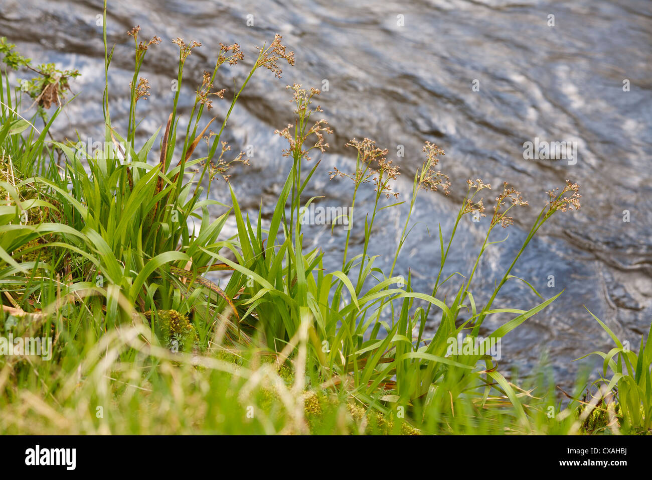 Mehr Holz-Rush (Luzula Sylvatica) blühen neben einem Fluss. Powys, Wales. April. Stockfoto