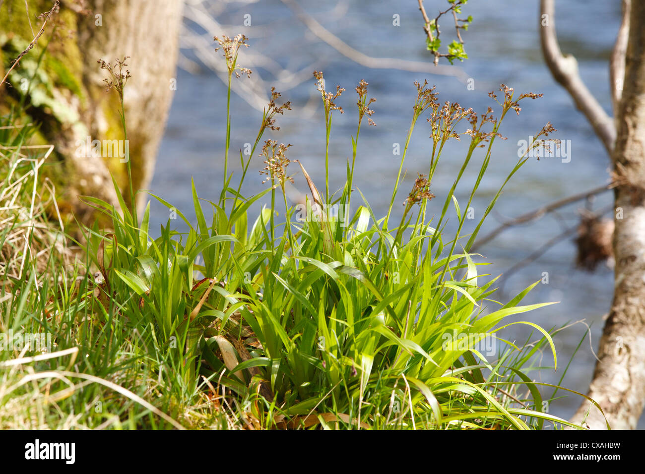 Mehr Holz-Rush (Luzula Sylvatica) blühen neben einem Fluss. Powys, Wales. April. Stockfoto