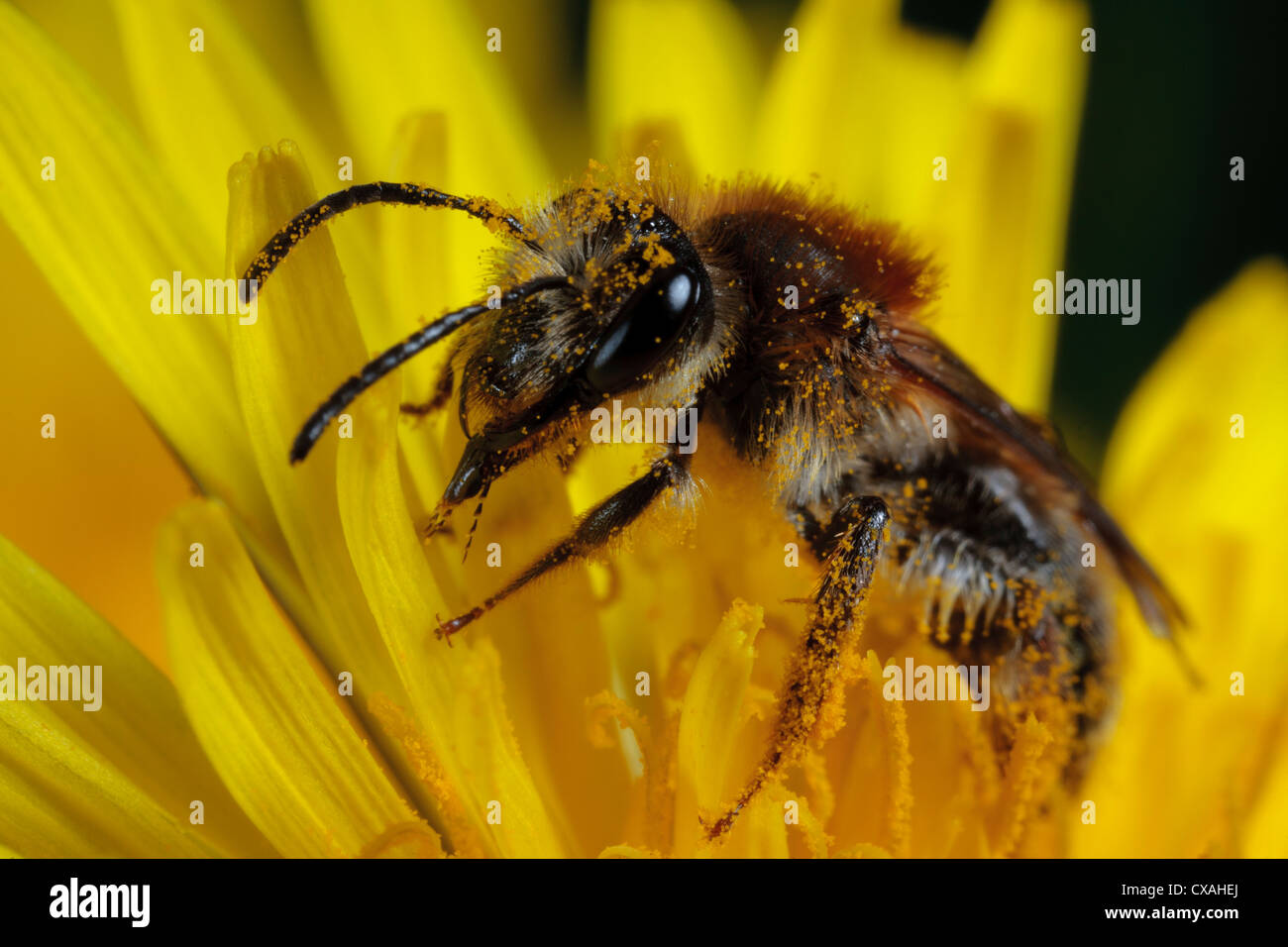 Weibliche Bergbau Biene Andrena Haemorrhoa Fütterung in eine Blume Löwenzahn. Powys, Wales. Mai. Stockfoto