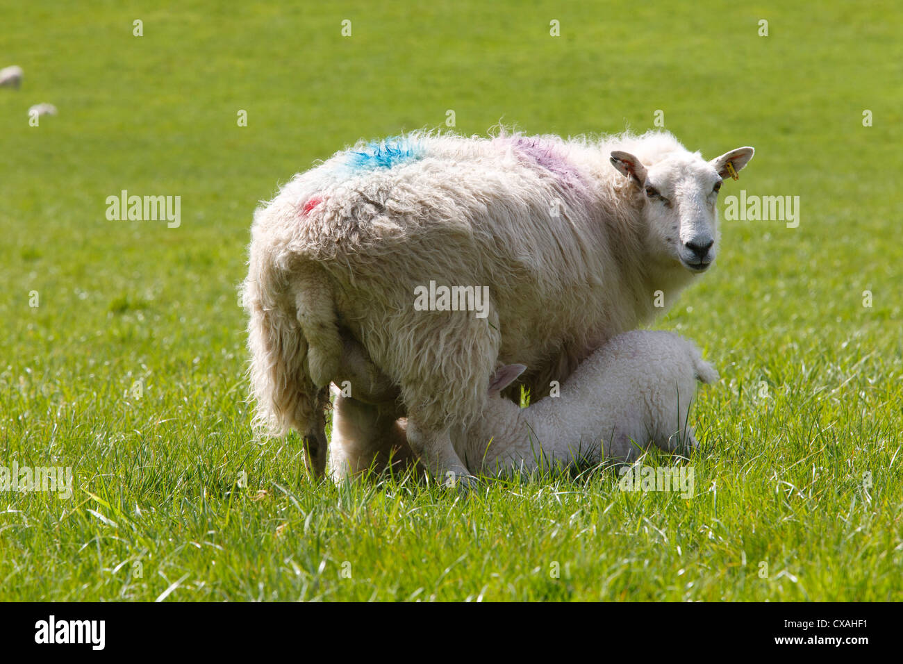 Kreuz-gezüchteten Ewe Fütterung zwei Lämmer am Biobauernhof. Powys, Wales. Mai. Stockfoto