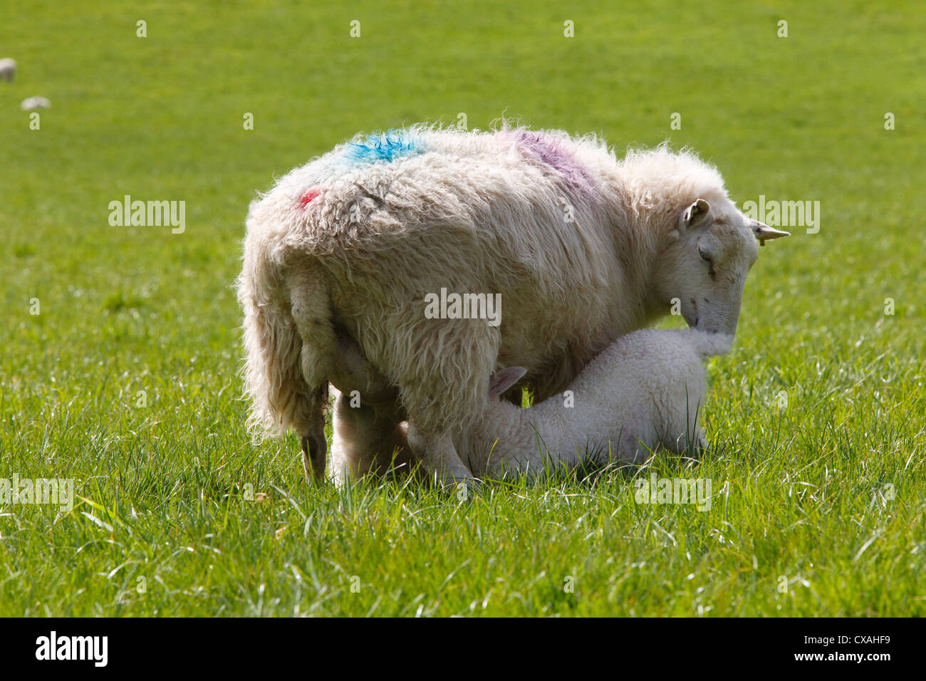 Kreuz-gezüchteten Ewe Fütterung zwei Lämmer am Biobauernhof. Powys, Wales. Mai. Stockfoto