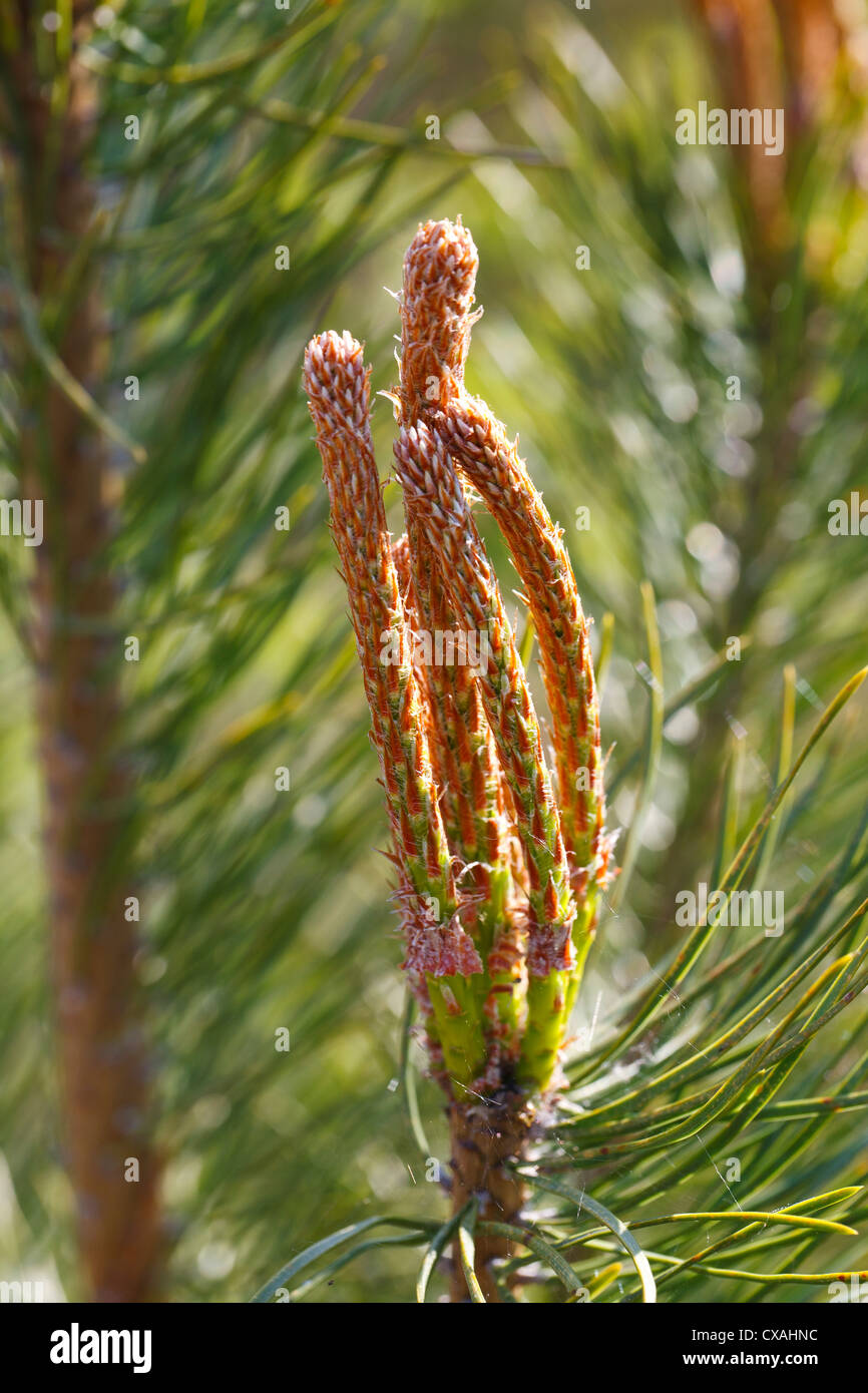 Neue Triebe der Kiefer (Pinus Sylvestris) im Frühjahr. Powys, Wales. Mai. Stockfoto