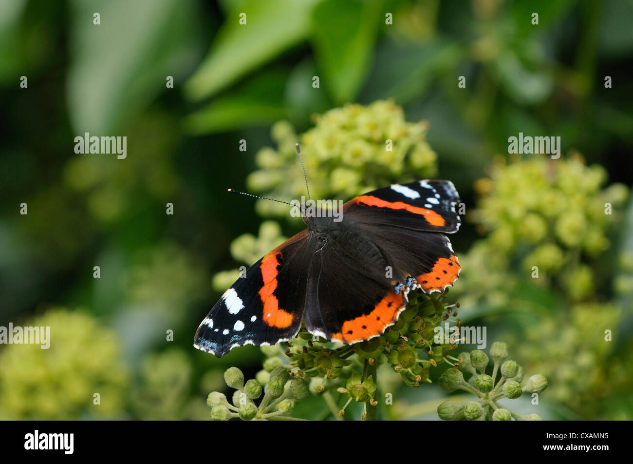 Red Admiral Schmetterling auf Ivy Blumen - Vanessa atalanta Stockfoto