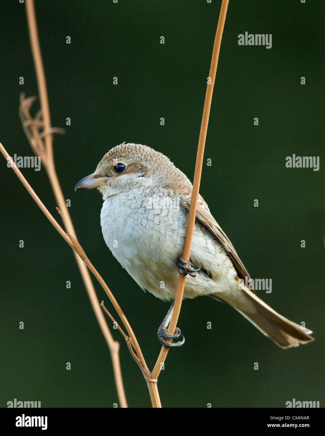 Rot unterstützt Juvenile Shrike Lanius Collurio Südtürkei September Stockfoto