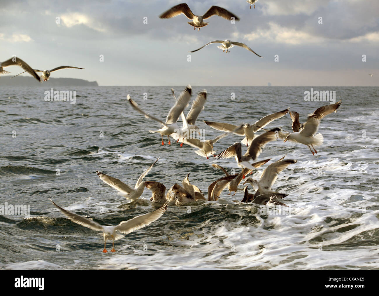 Wismar, Möwen im Flug über Wasser Stockfoto