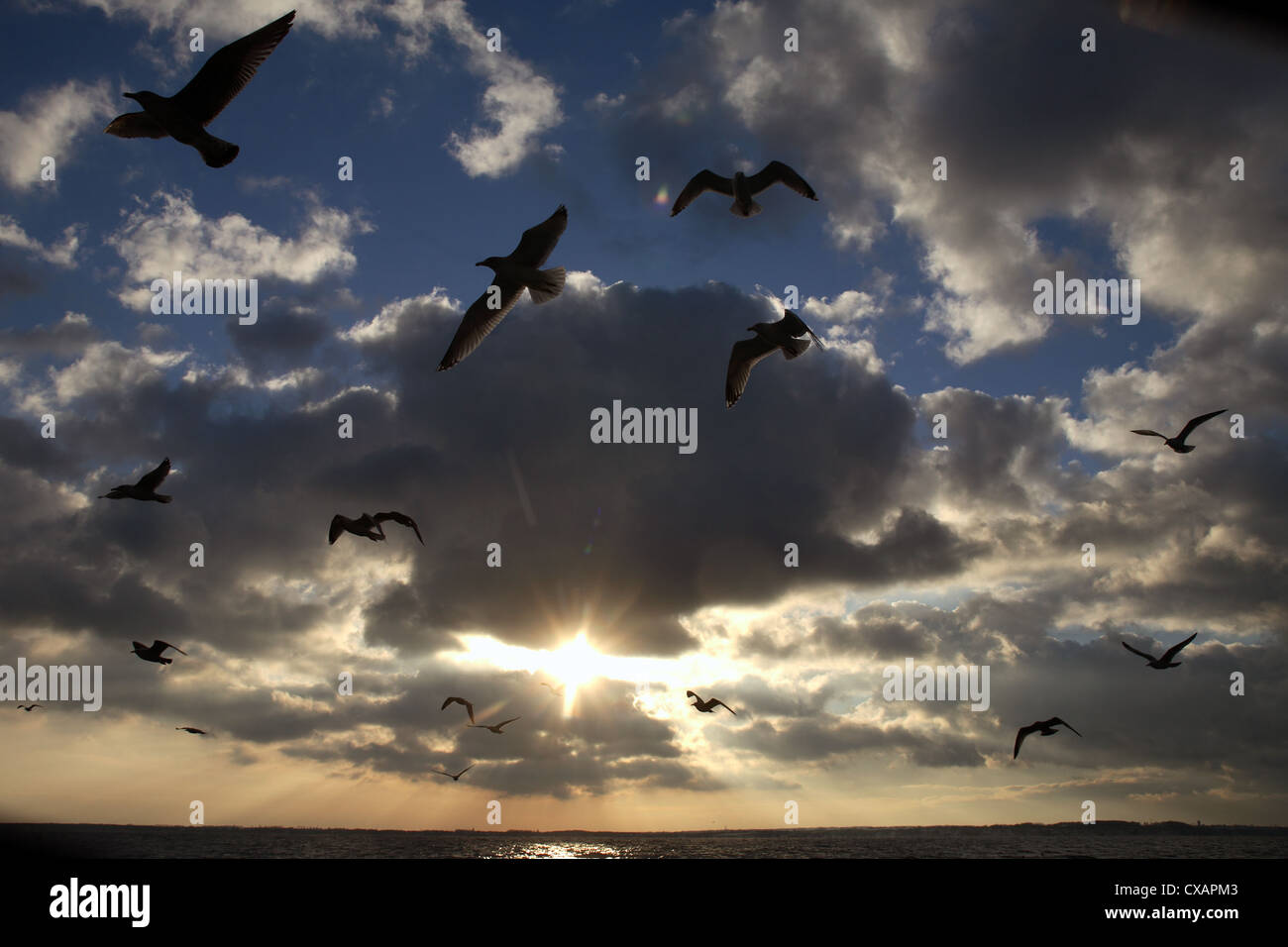 Wismar, Möwen im Flug in der Dämmerung Stockfoto
