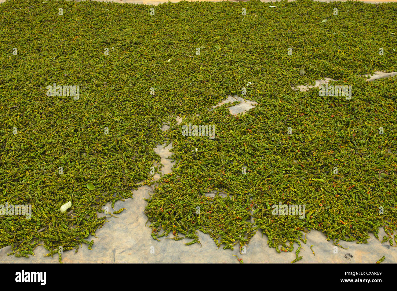 frische Pfefferkörner auf der Insel Phu Quoc in Vietnam Stockfoto