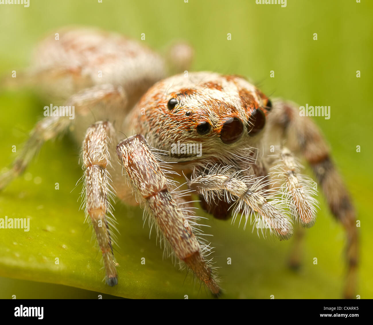 Springenden Spinne sitzt auf einem Blatt Stockfoto