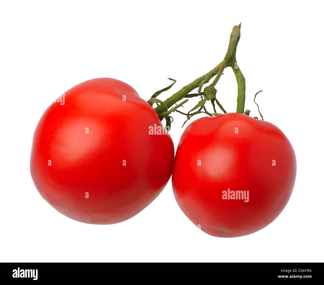 Zweig der rote Tomate, isoliert auf weißem Hintergrund Stockfoto