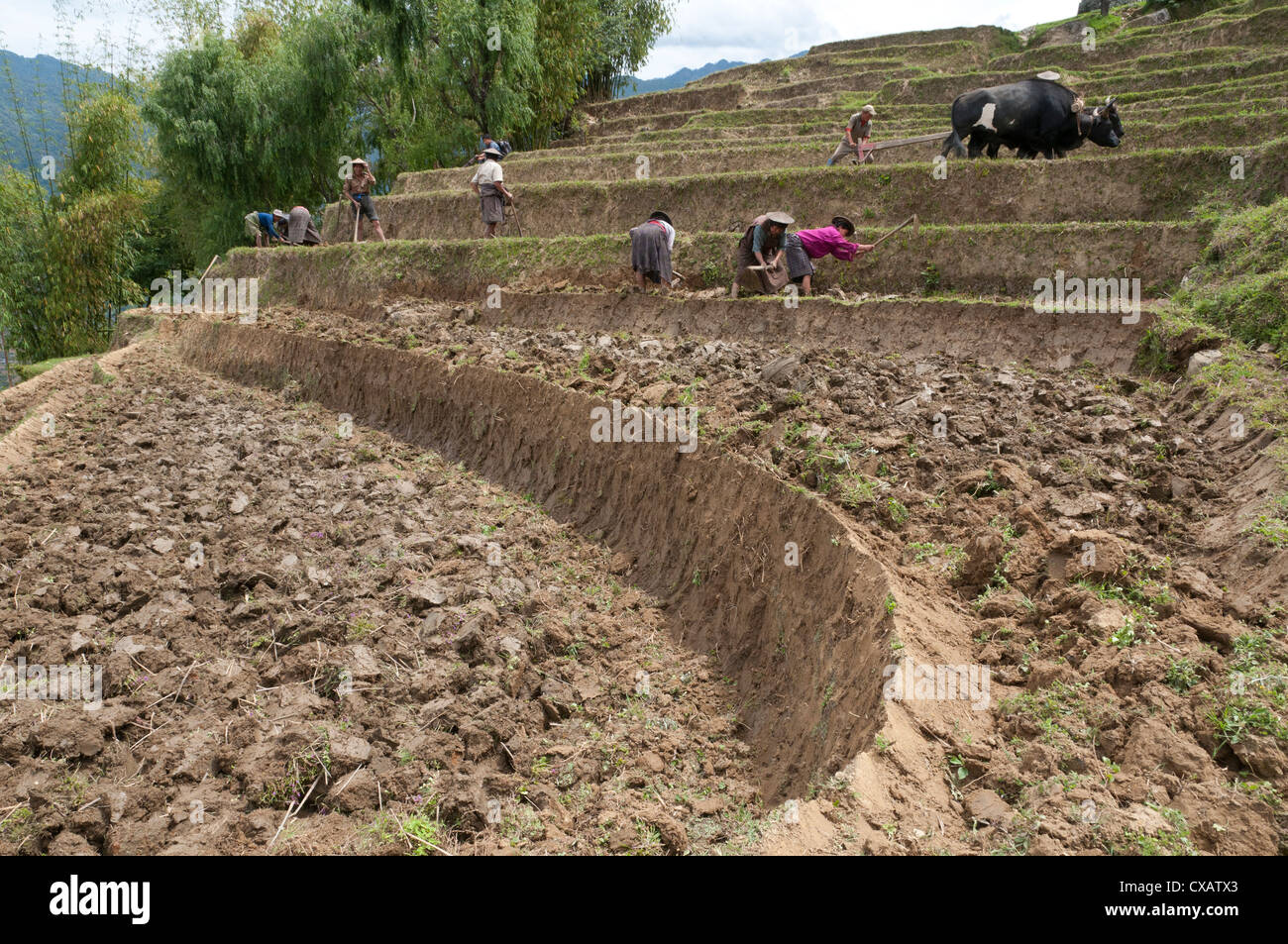 Bäuerinnen bei der Arbeit in Reisterrassen, Radi, Ost Bhutan, Bhutan, Asien Stockfoto