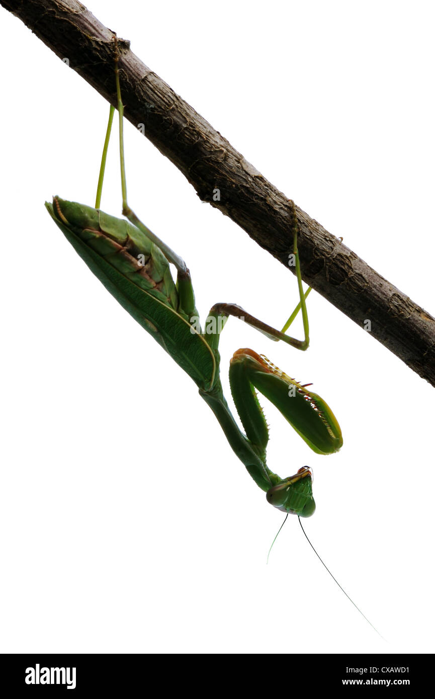 Gottesanbeterin auf einem Baum, isoliert auf weißem Hintergrund Stockfoto