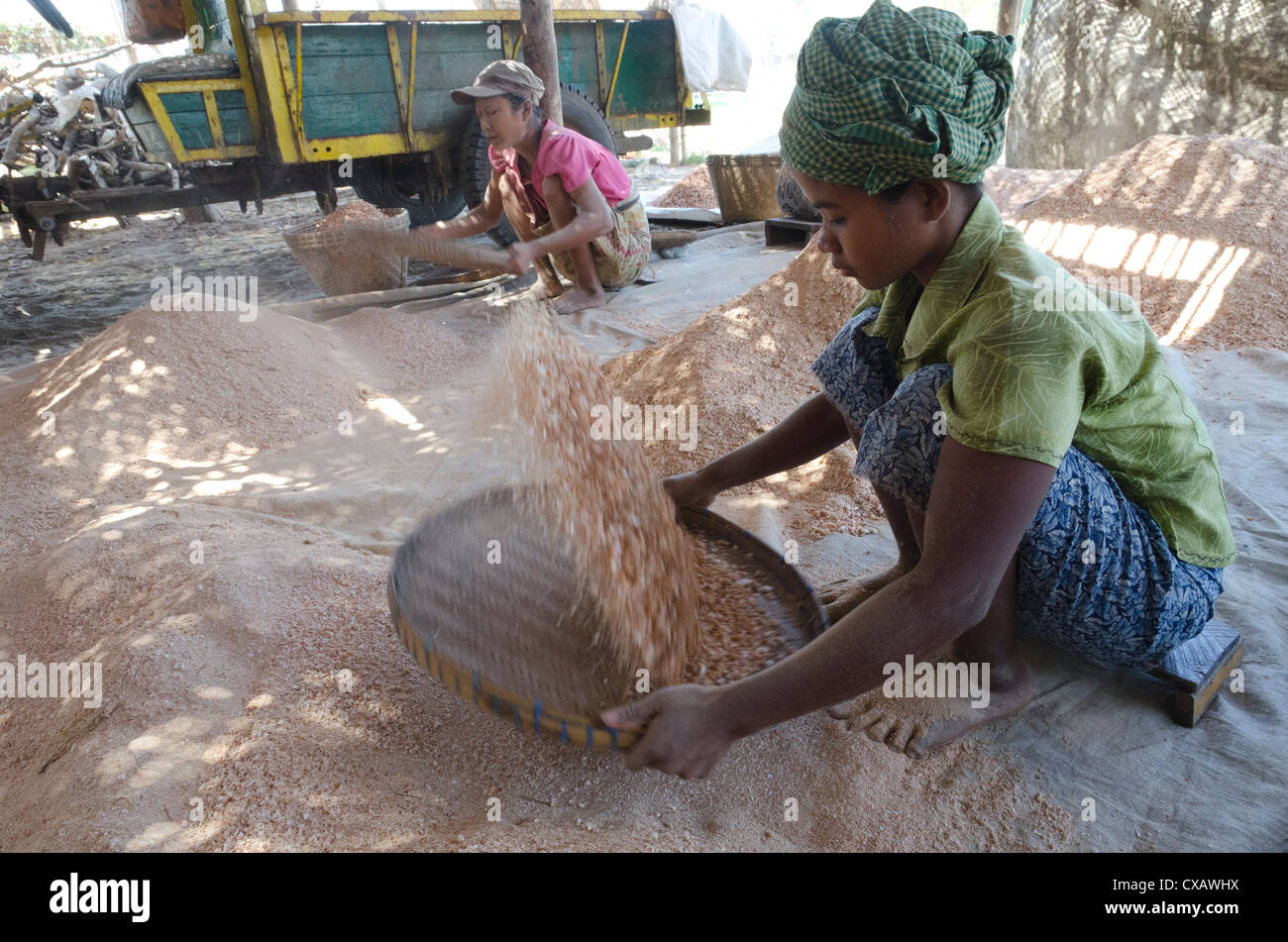 Herstellung von Garnelen Pulver in eine Fischfarm, Irrawaddy-Delta, Myanmar (Burma), Asien Stockfoto