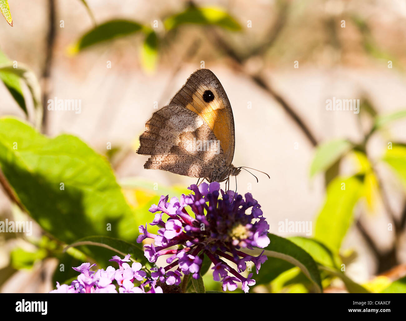 Altrosa Wiese braun Schmetterling ernähren sich von Nektar auf einer lila Buddleja Blume an Laval Aveyron Midi-Pyrenäen-Frankreich Stockfoto