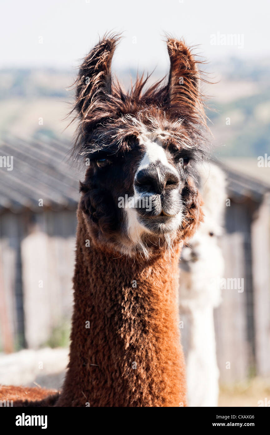 Nahaufnahme von einem braun domestizierten Lamas in einem Feld in der Ortschaft Laval Aveyron Midi-Pyrenäen-Frankreich Stockfoto