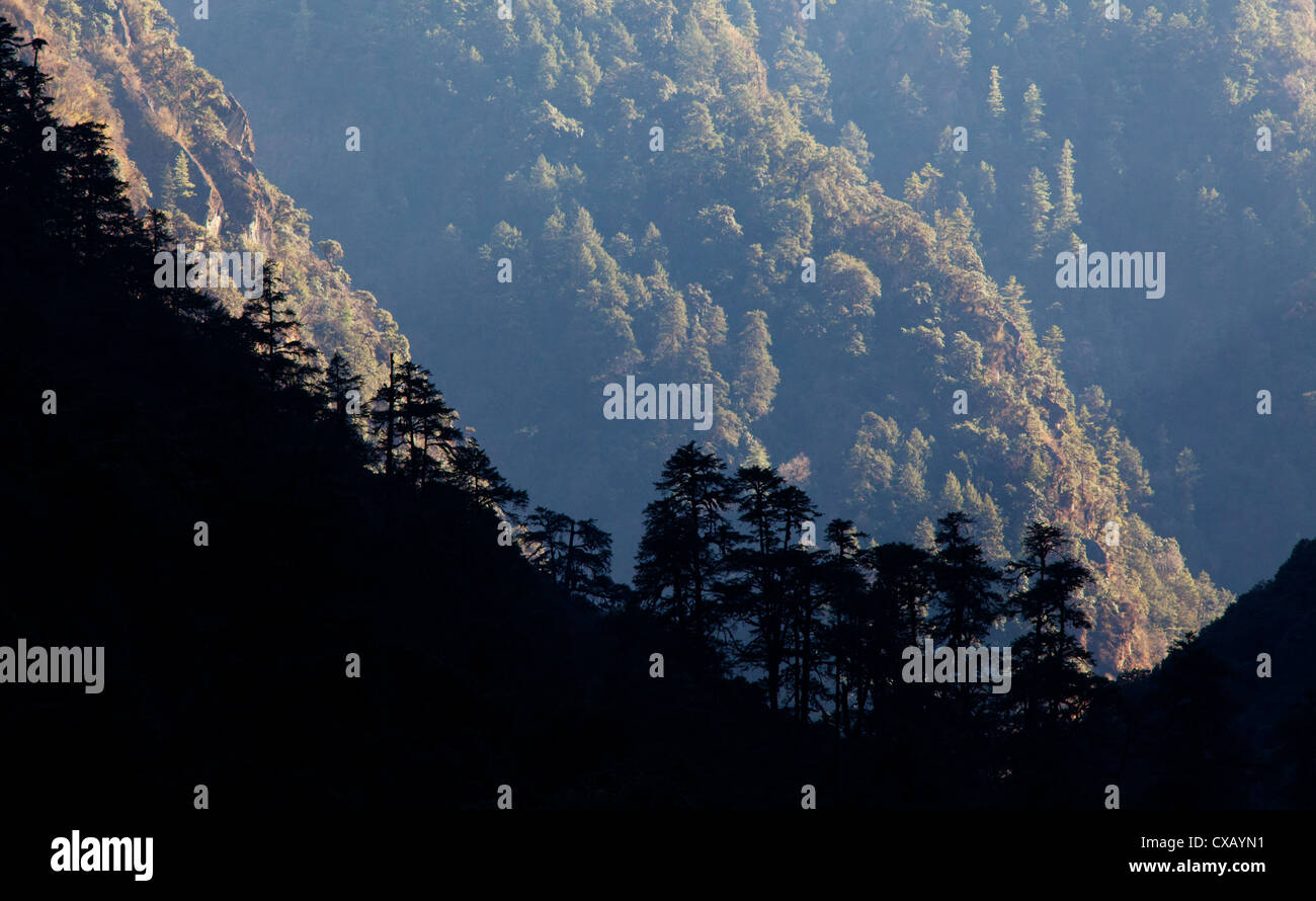 Bewaldeten Ausläufern des Himalaya entlang des Langtang Vally, Nepal Stockfoto