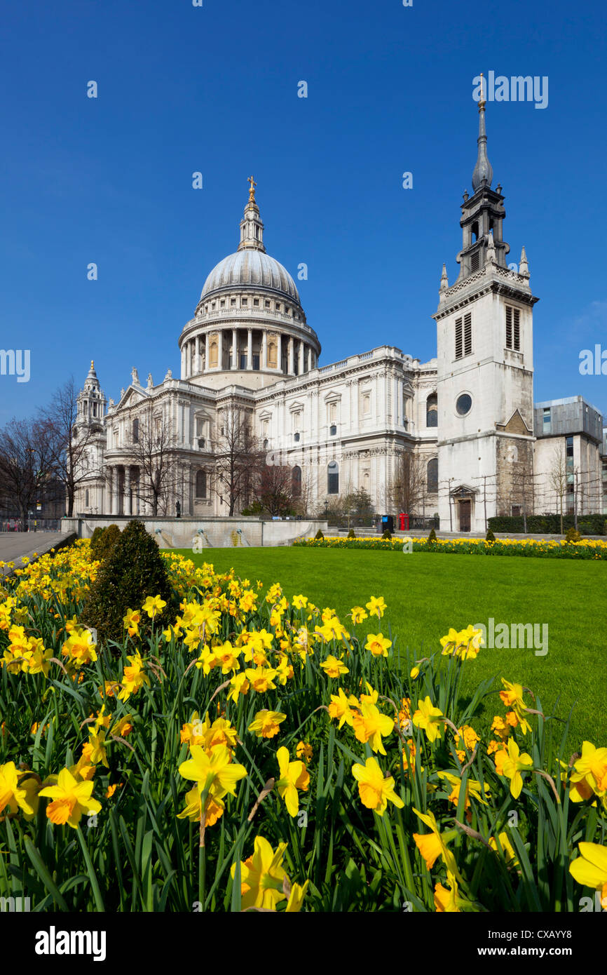 St. Pauls Cathedral mit Narzissen, London, England, Vereinigtes Königreich, Europa Stockfoto