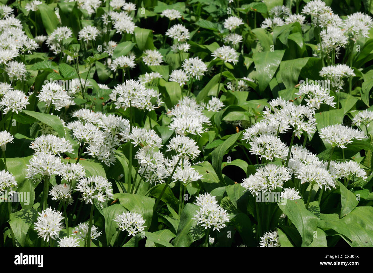 Bärlauch (Bärlauch) (Allium Ursinum) Teppichboden Waldboden, Wiltshire, England, Vereinigtes Königreich, Europa Stockfoto