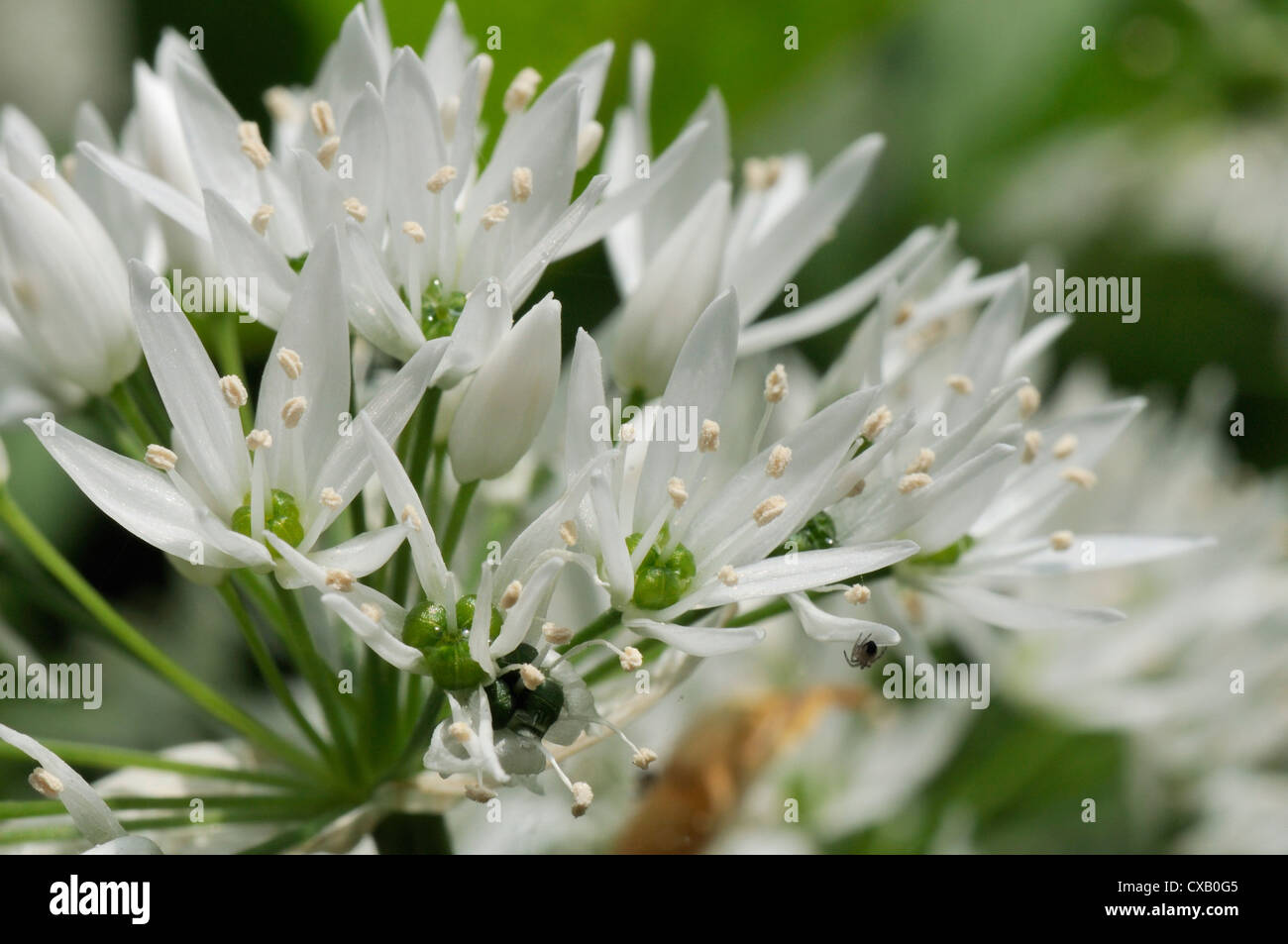 Nahaufnahme von Bärlauch (Bärlauch) (Allium Ursinum) Teppichboden Waldboden, Wiltshire, England, Vereinigtes Königreich, Europa Stockfoto