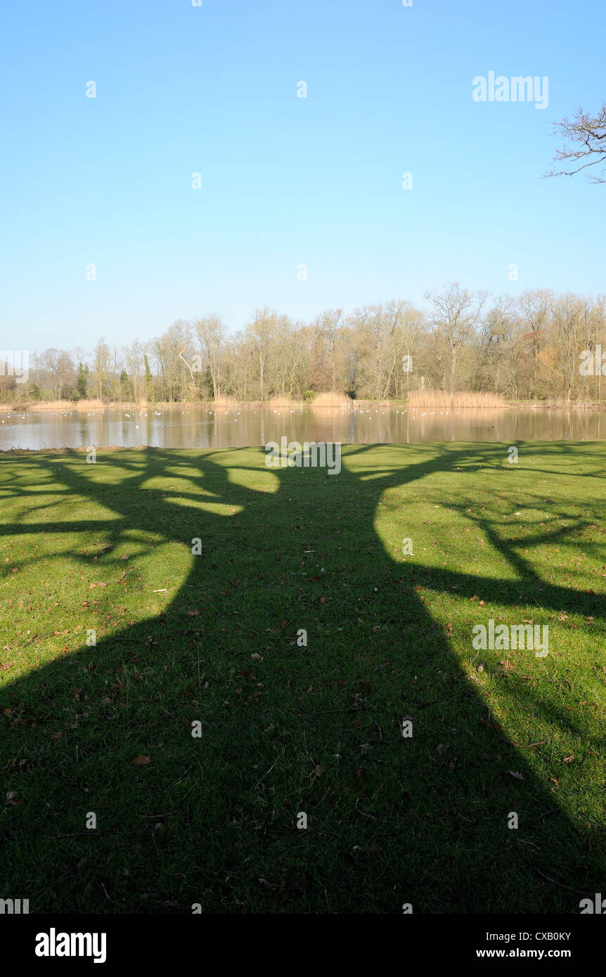 Schatten, die den großen englischen Eiche (Quercus Robur) am grünen Rande der Zierteich, Corsham, Wiltshire, England Stockfoto