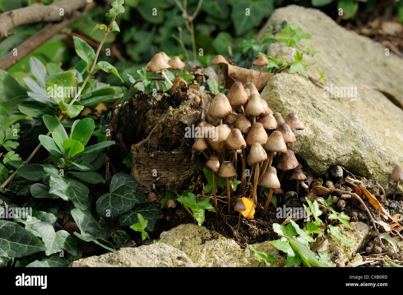 Omas Hauben (gesellig Elf Kappen) (gruppierten Motorhaube) Pilze (Mycena Inclinata) von faulen Treestump, Wiltshire Stockfoto