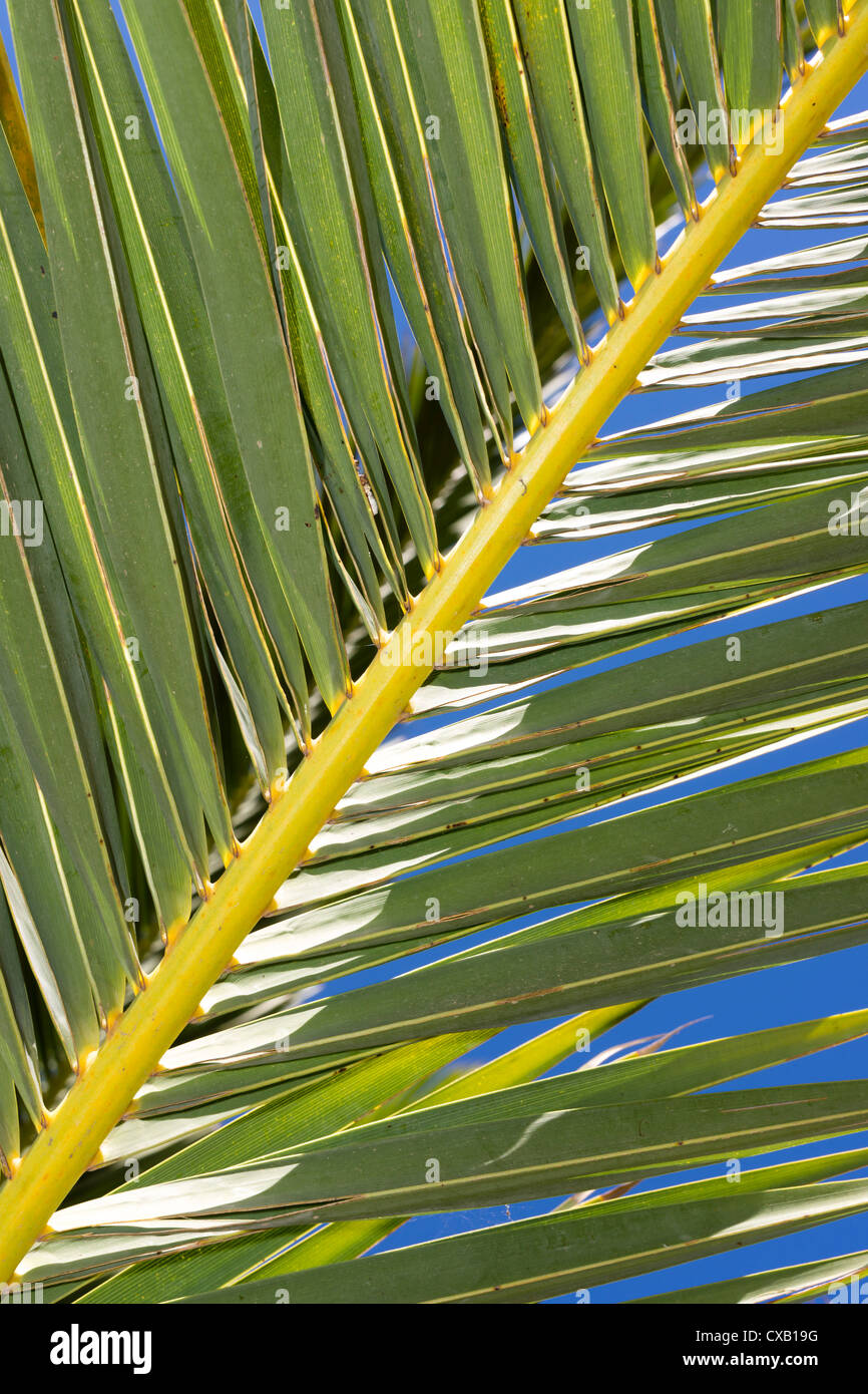 Nahaufnahme von Palmwedeln Kreta Griechenland Stockfoto