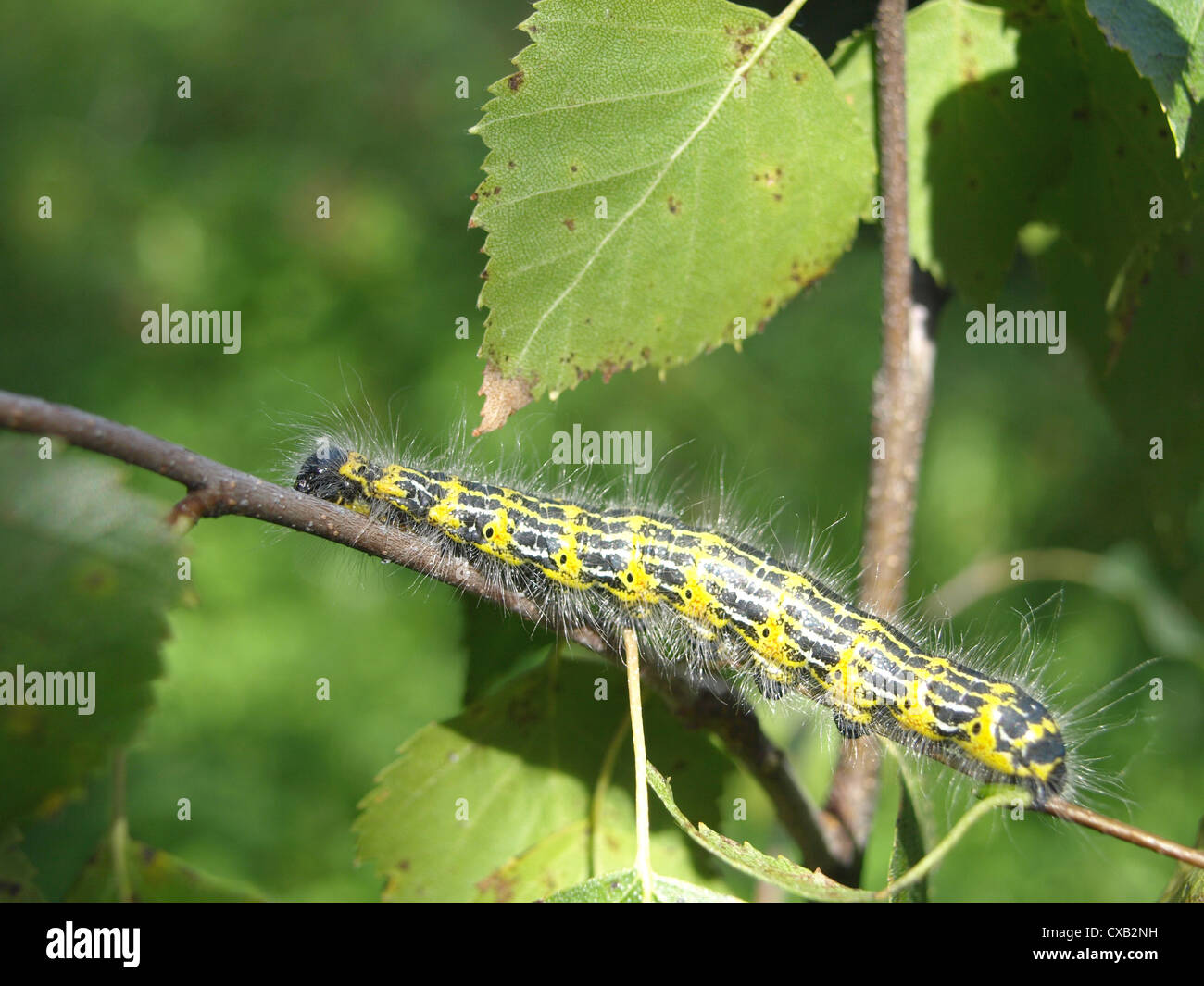 Raupe von Buff-Tip Motte / Phalera Bucephala / Raupe Vom Mondvogel Stockfoto