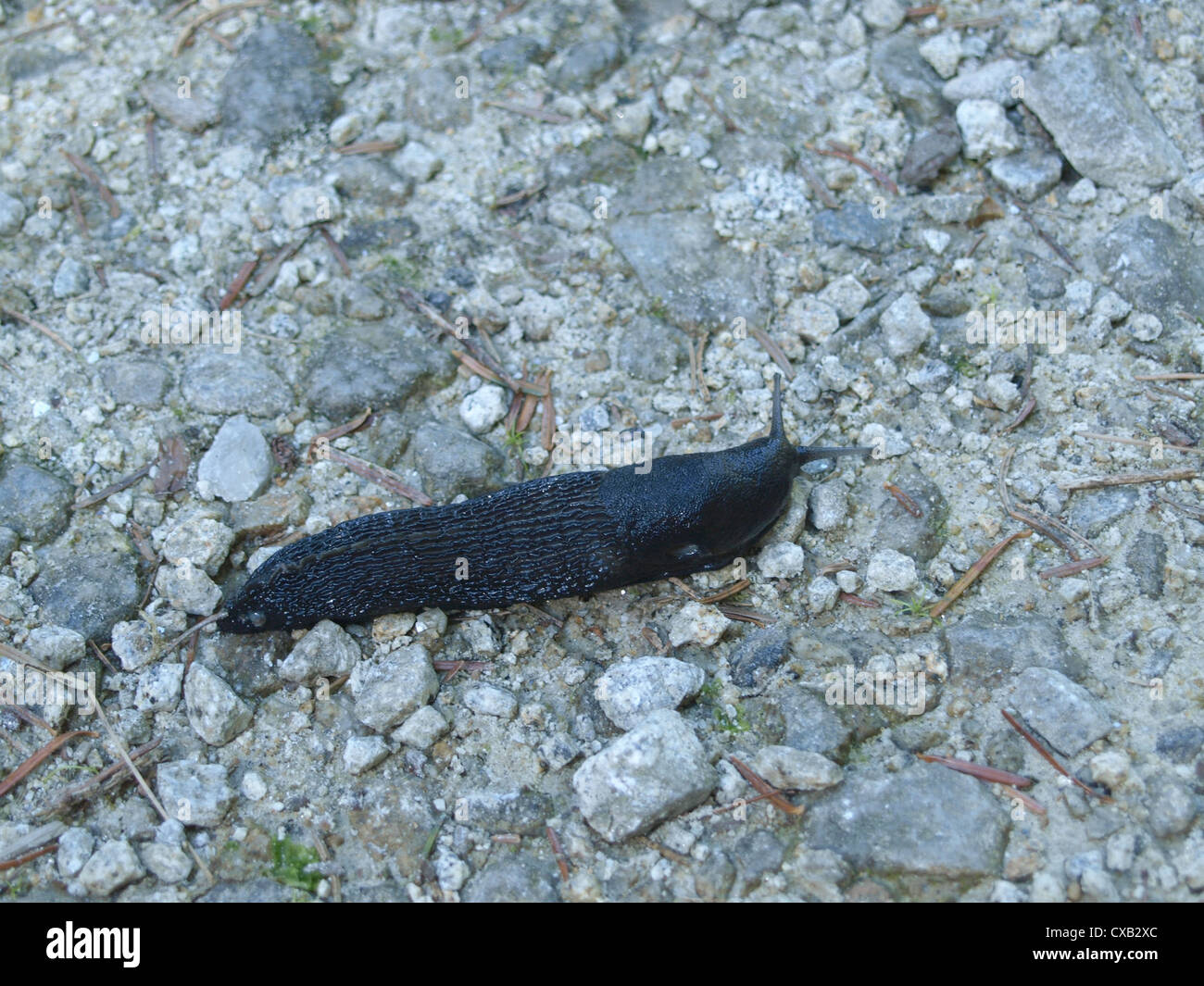 Europäische schwarze schnecke Fotos und Bildmaterial in hoher